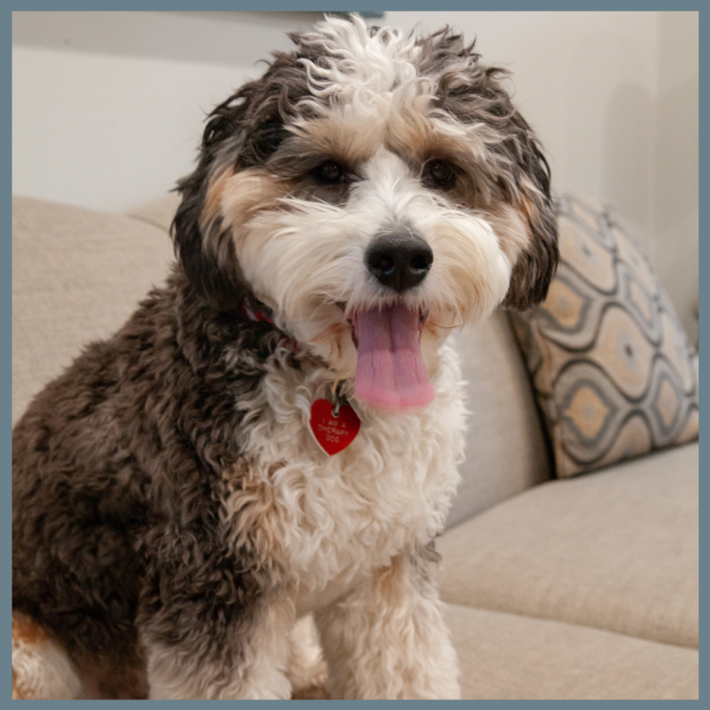 doc-framed Doc, the Pawfressional Relaxation Specialist, a dog at Kellogg & Latz Dentistry, sitting on a couch with mouth open, looking happy and relaxed.